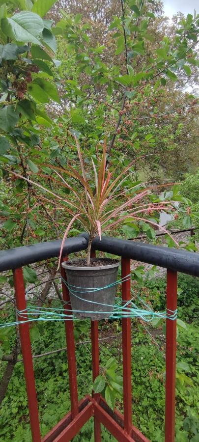 אוני Tsknari Oda מראה חיצוני תמונה
